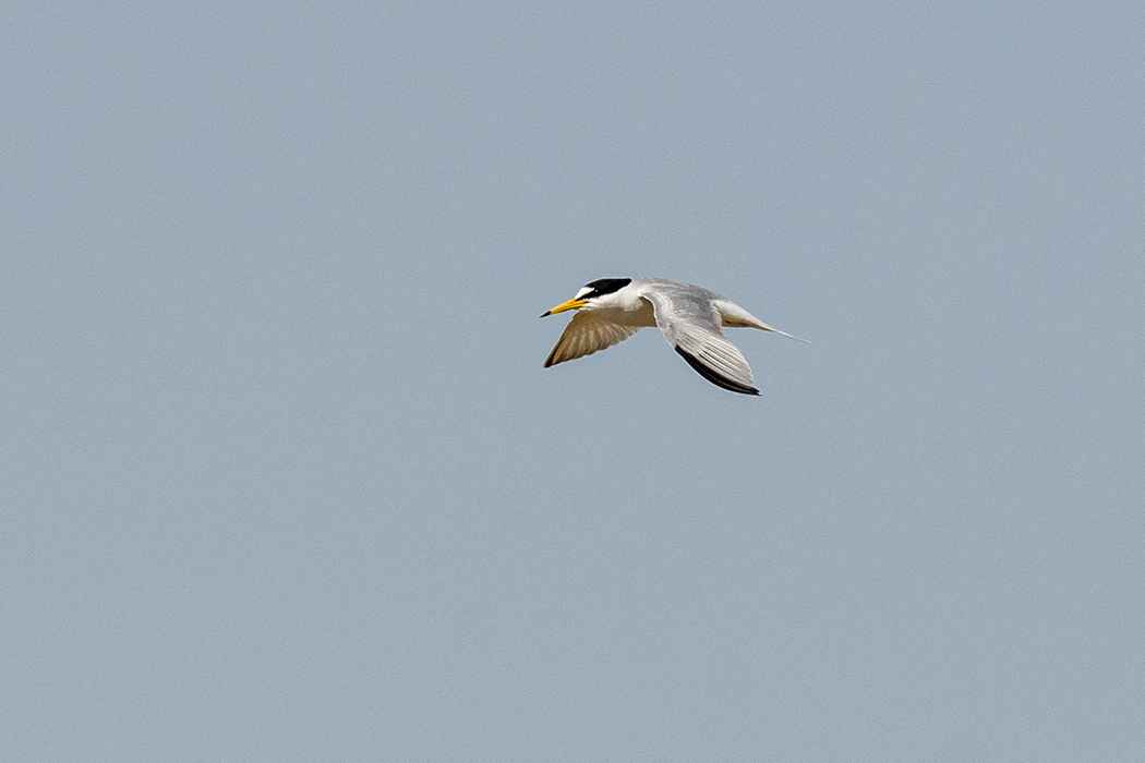 Little Tern